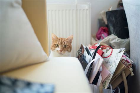 battersea cats home lottery|Lotteries and Raffles .